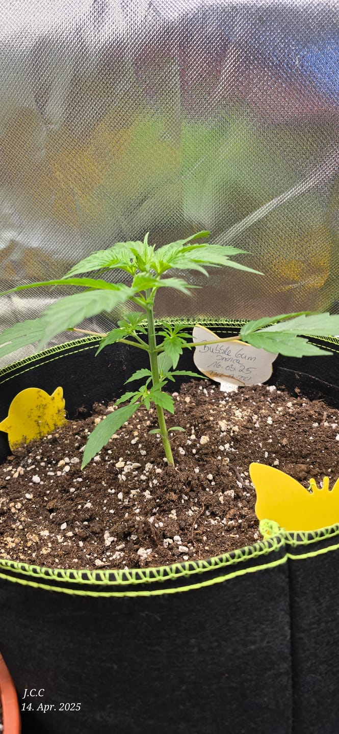Customer photo review of Gelato F1 Cali Weed THC Samen – 50 Tage von Keimung bis Ernte – Autoflower – Die schnellsten Cannabis Samen der Welt