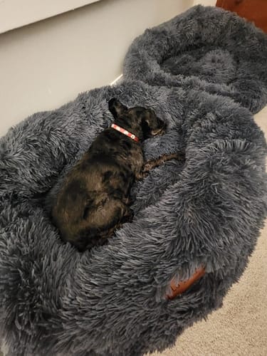 Customer photo review of Calming Pet Bed [Size: Large 80cm] [Colour: Dark Grey]