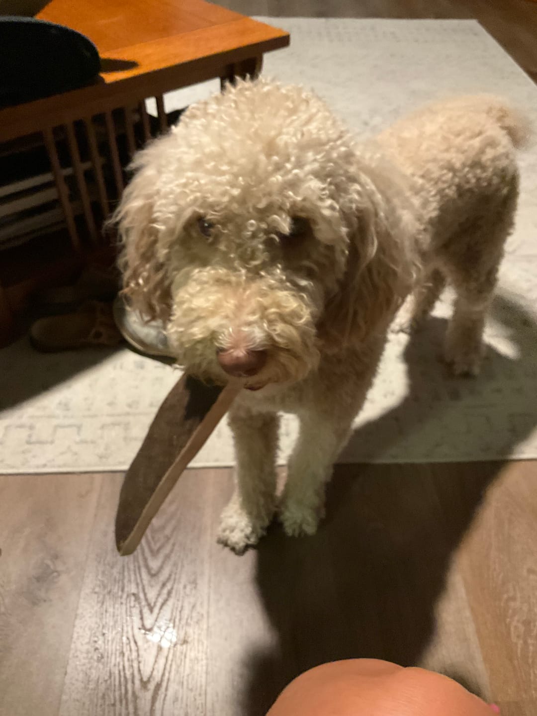 Customer photo review of NEW!! Large Moose Chew