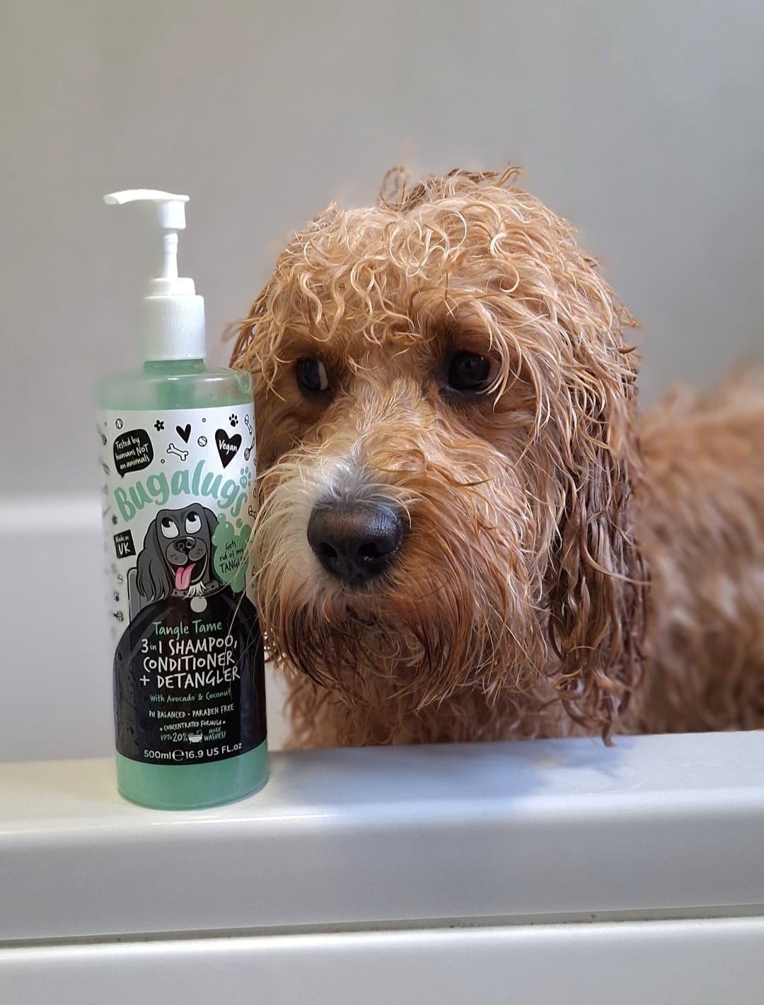 Customer photo review of 3 in 1 Tangle Tame Dog Shampoo, Conditioner & Detangler