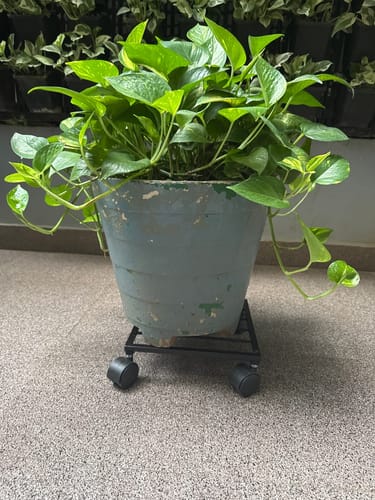 Customer photo review of United Crafts Rozy Wheel Pot Stands for Planters