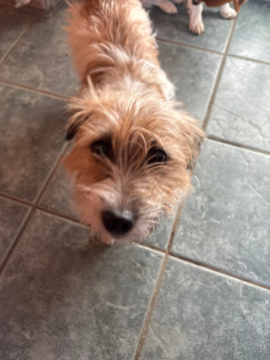 Customer photo review of GCP Flea & Tick Natural Defense for Dogs - 100 Soft Chews