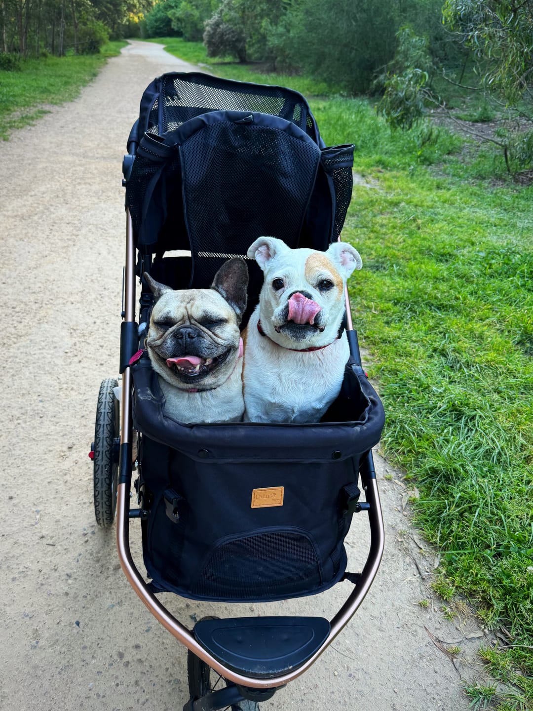 Customer photo review of Sports Pet Stroller