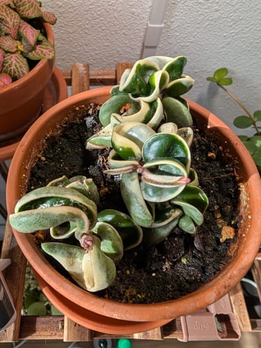 Customer photo review of Plant Food