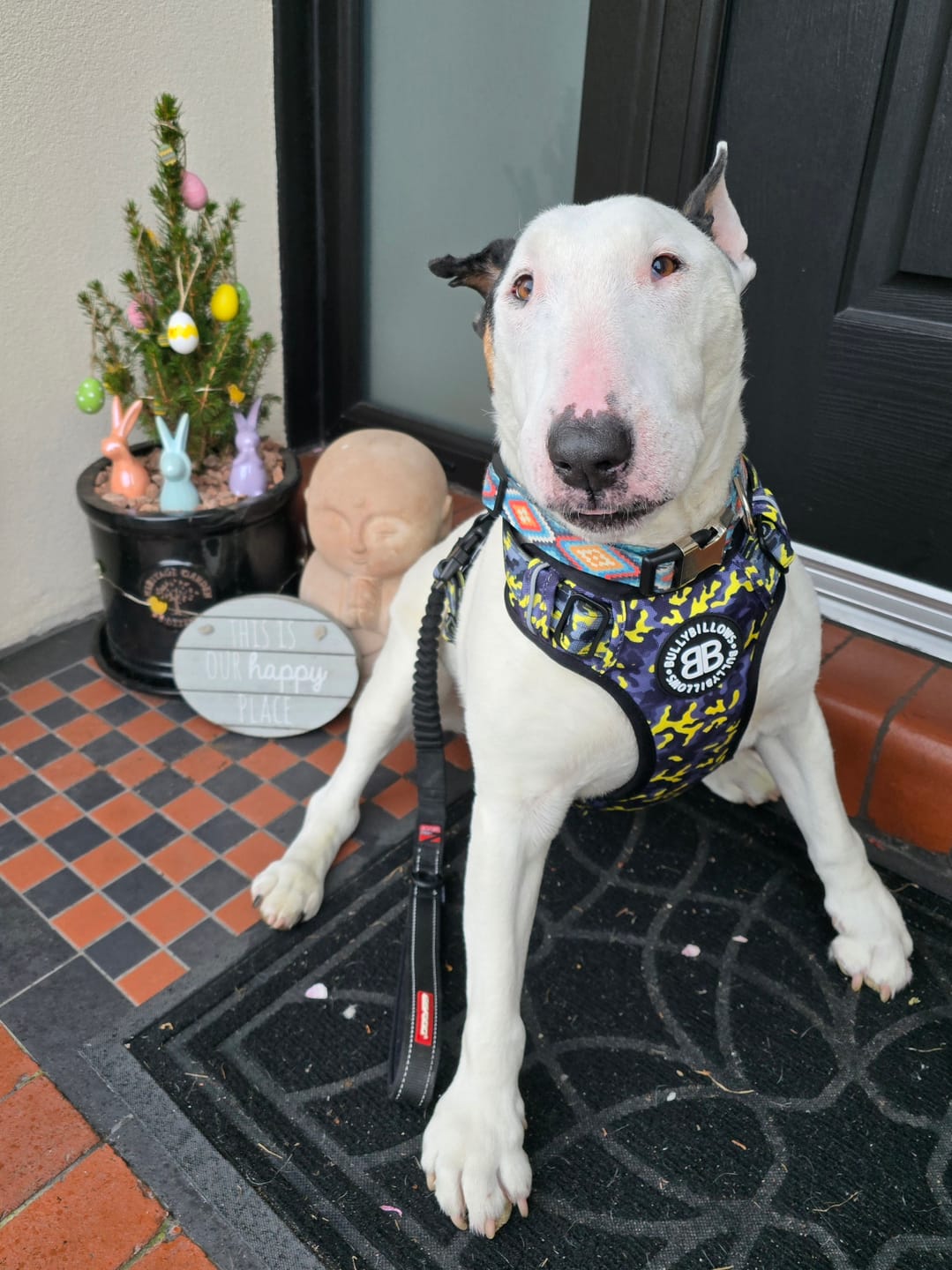 Customer photo review of Comfort Premium Harness | Non Restrictive - Lightning