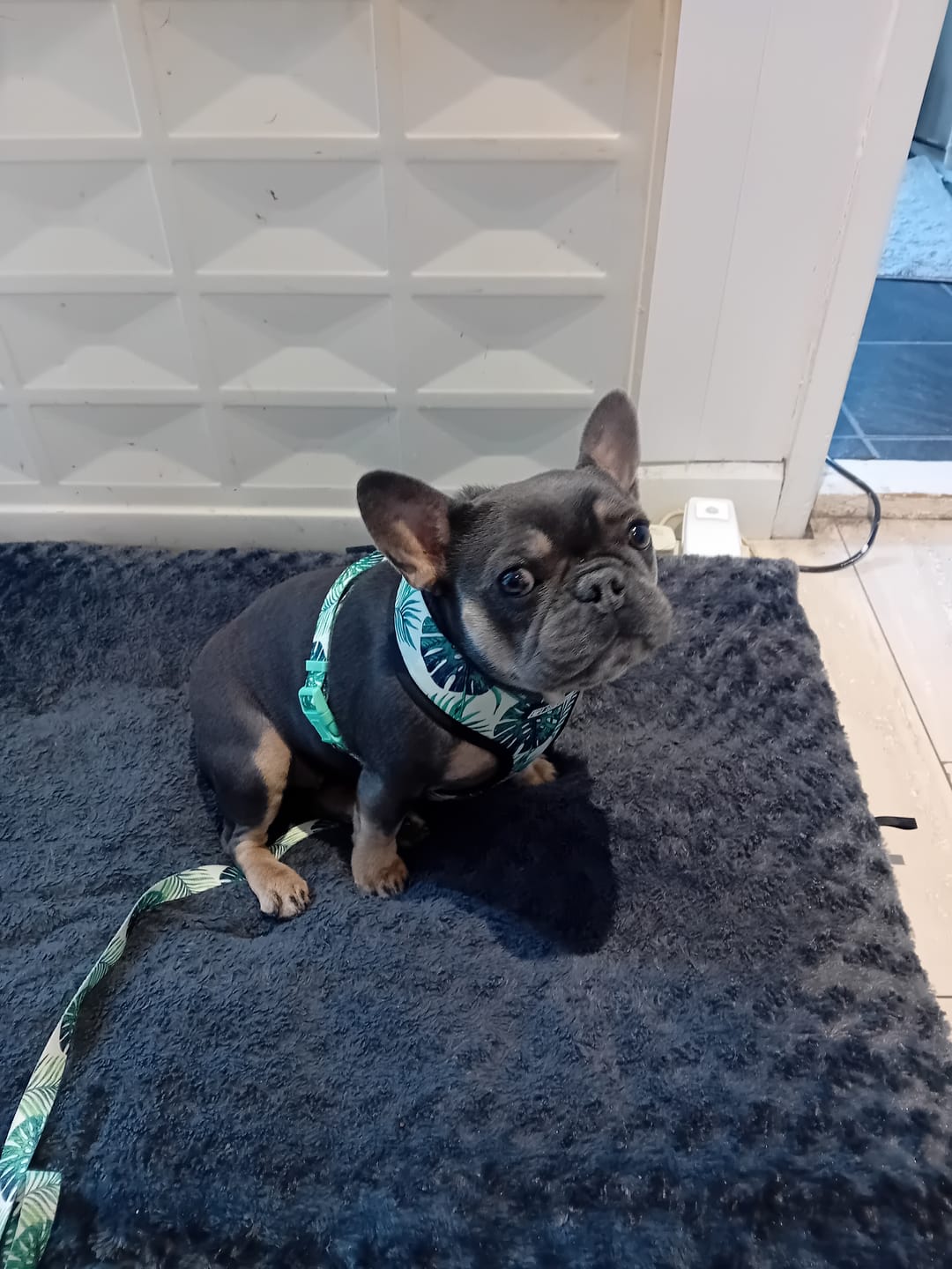 Customer photo review of Printed Dog Harness & Leash Set - Tropical Dreams
