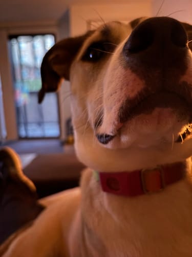 Customer photo review of FurLife™ 12 Months Flea and Tick Free