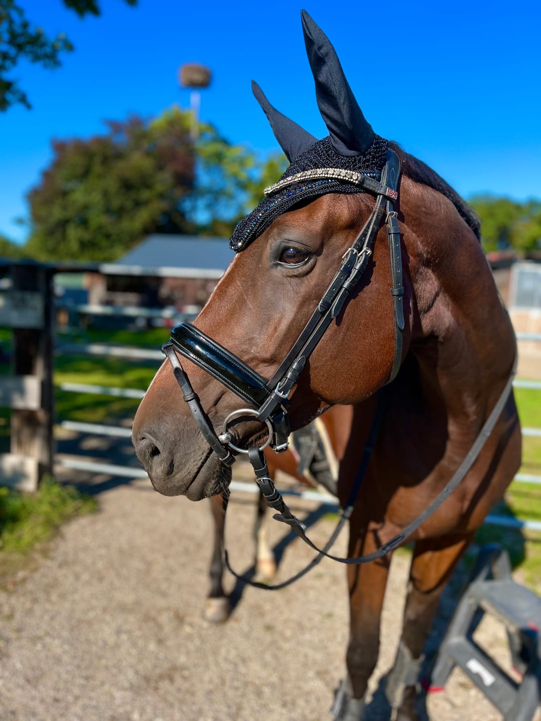 Customer photo review of Kristallkraft Femmina