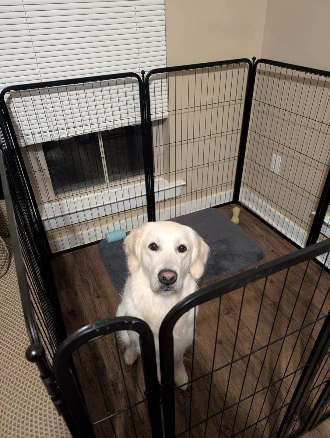 Customer photo review of Homeplus Dog Playpen for Indoor Use