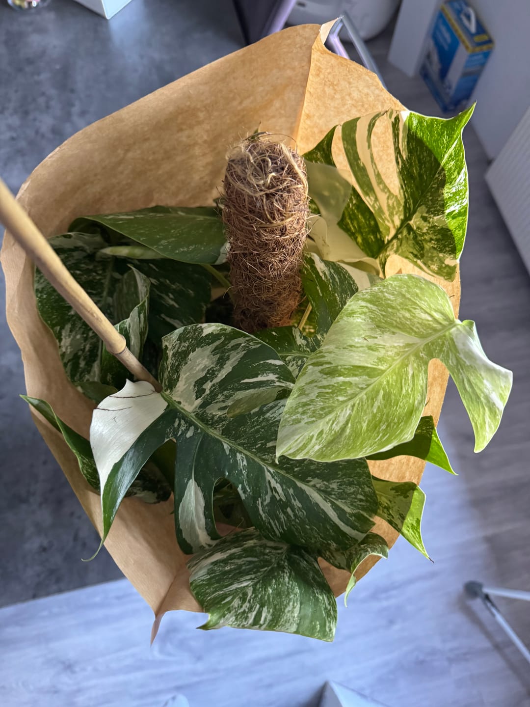 Customer photo review of Monstera Deliciosa Variegata
