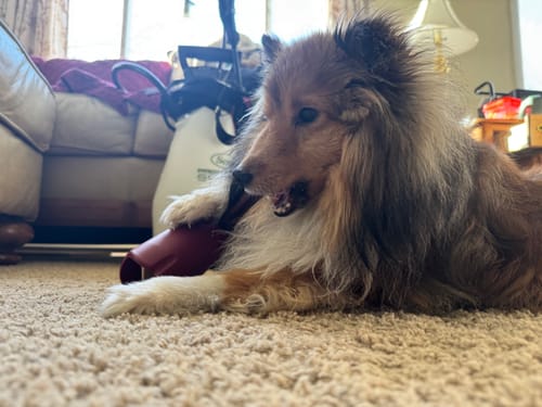 Customer photo review of 12 Inch Thick Bully Stick