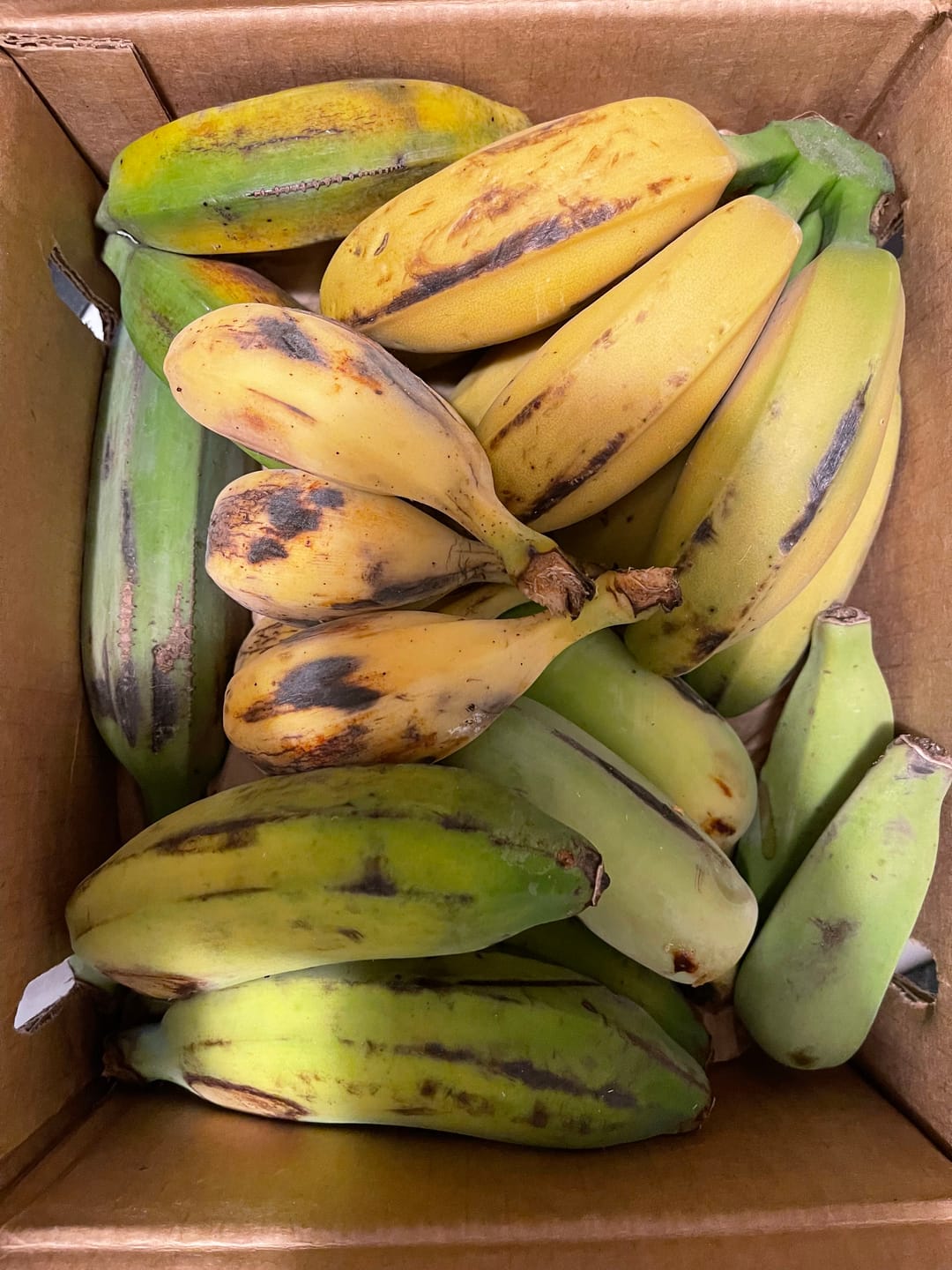 Customer photo review of Banana Variety Box