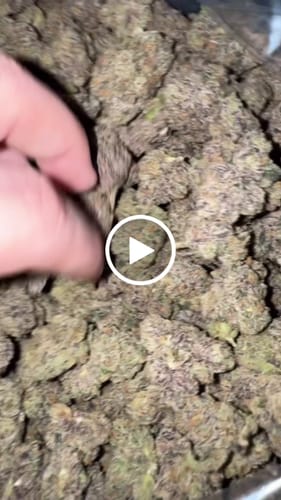 Customer video review of Permanent Runtz - Bulk - (Hybrid)