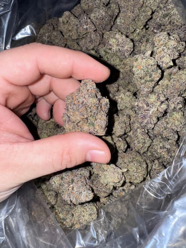 Customer photo review of Permanent Runtz - Bulk - (Hybrid)