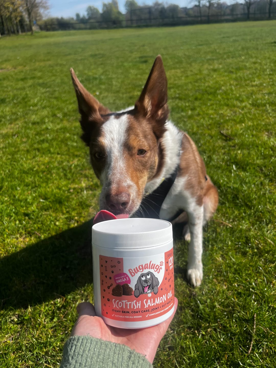 Customer photo review of Scottish Salmon Oil Supplement Chews for Dogs