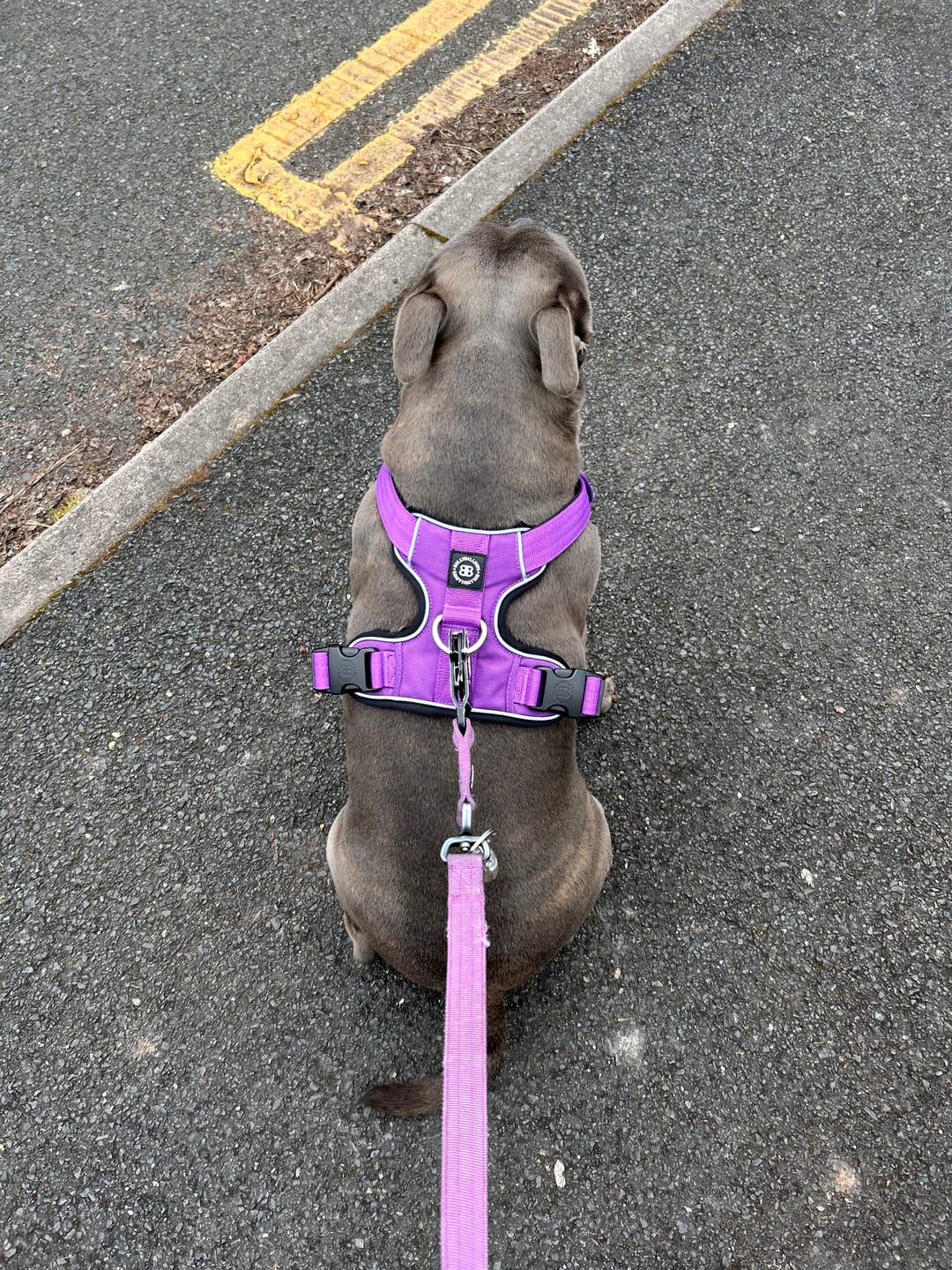 Customer photo review of Comfort Premium Harness | Non Restrictive - Purple