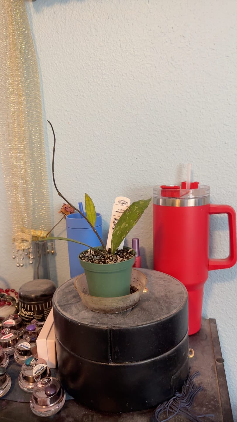 Customer photo review of Hoya clemensiorum