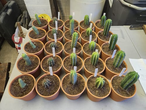 Customer photo review of The San Pedro Cactus Collector’s Kit
