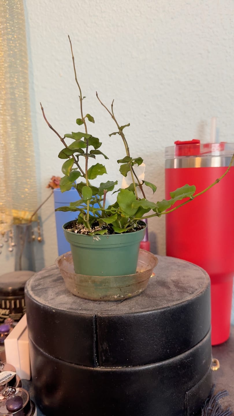 Customer photo review of Hoya endauensis