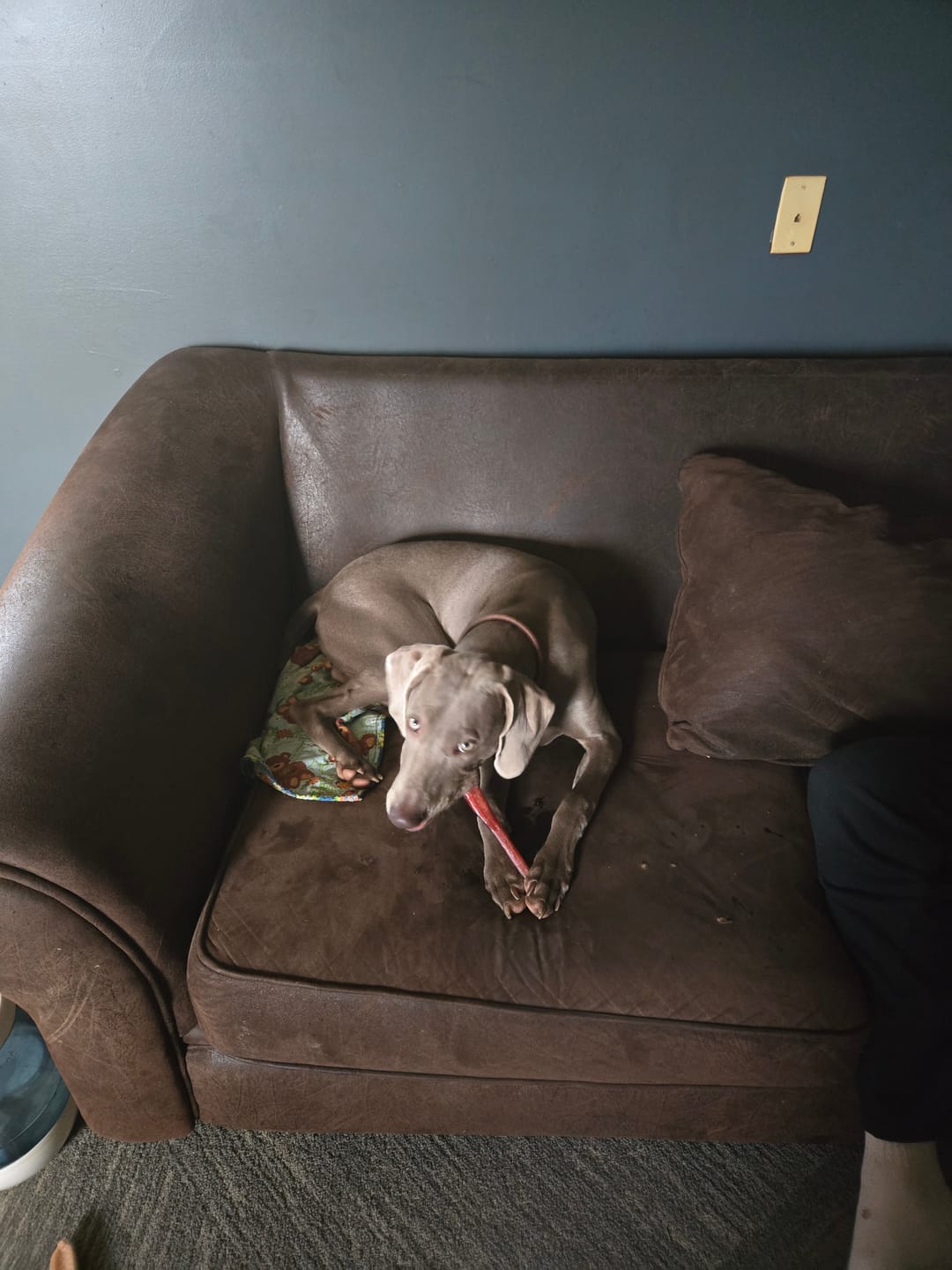 Customer photo review of 12 Inch Monster Braided Bully Stick