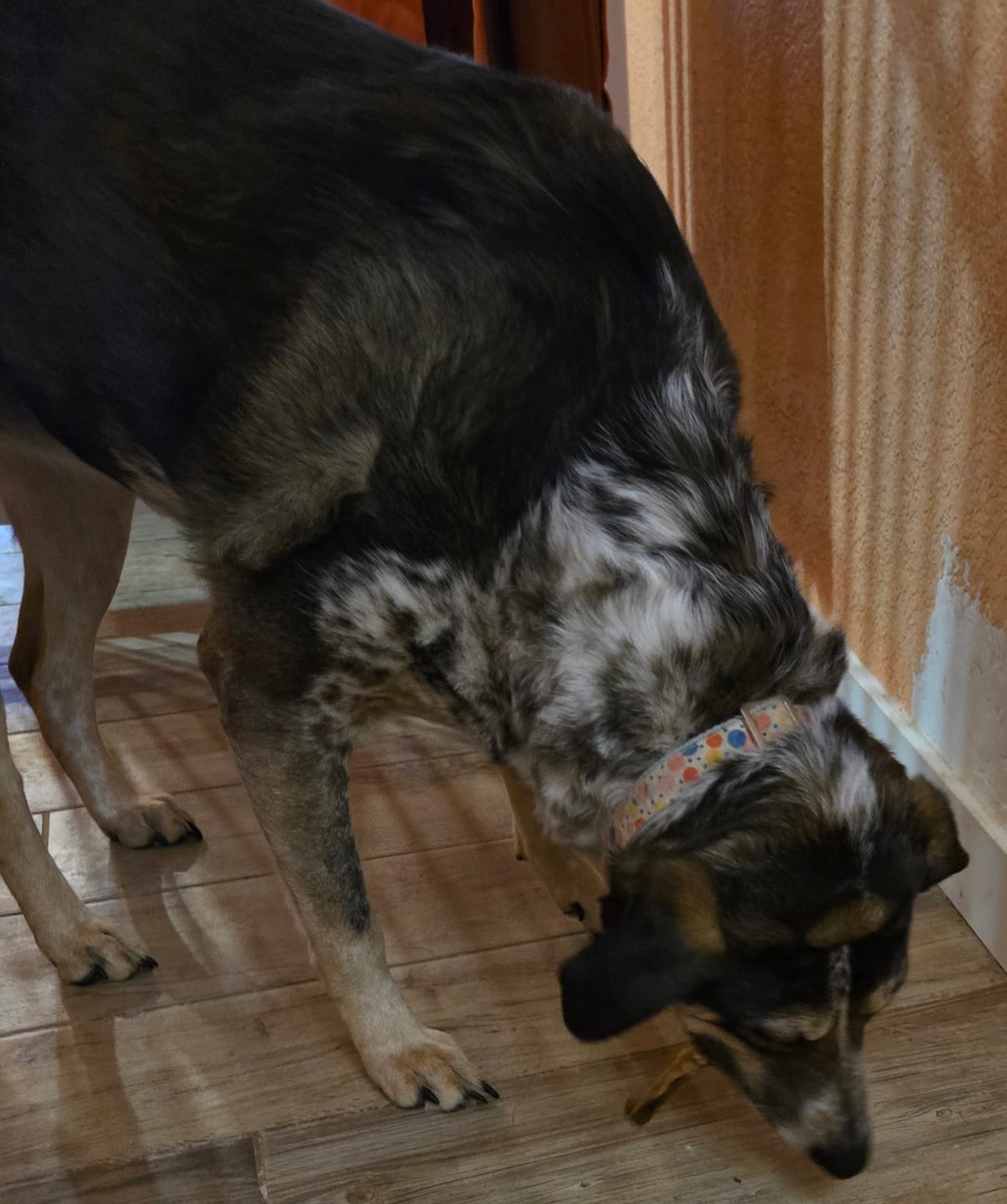 Customer photo review of Chicken Feet for Dogs