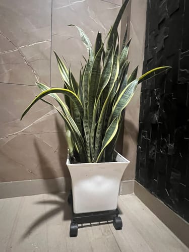 Customer photo review of United Crafts Rozy Wheel Pot Stands for Planters