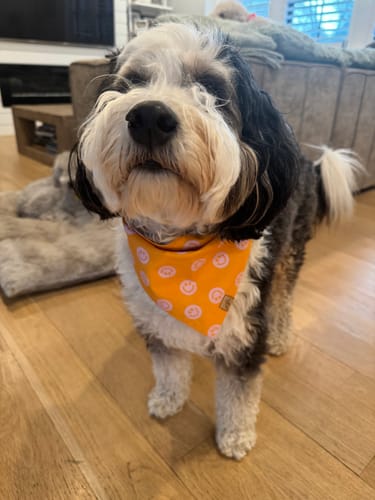 Customer photo review of The Ralph Bandana 3.0