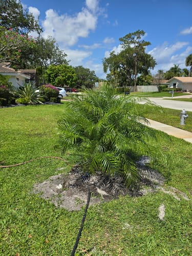 Customer photo review of Roebelenii - Pygmy Date Palm