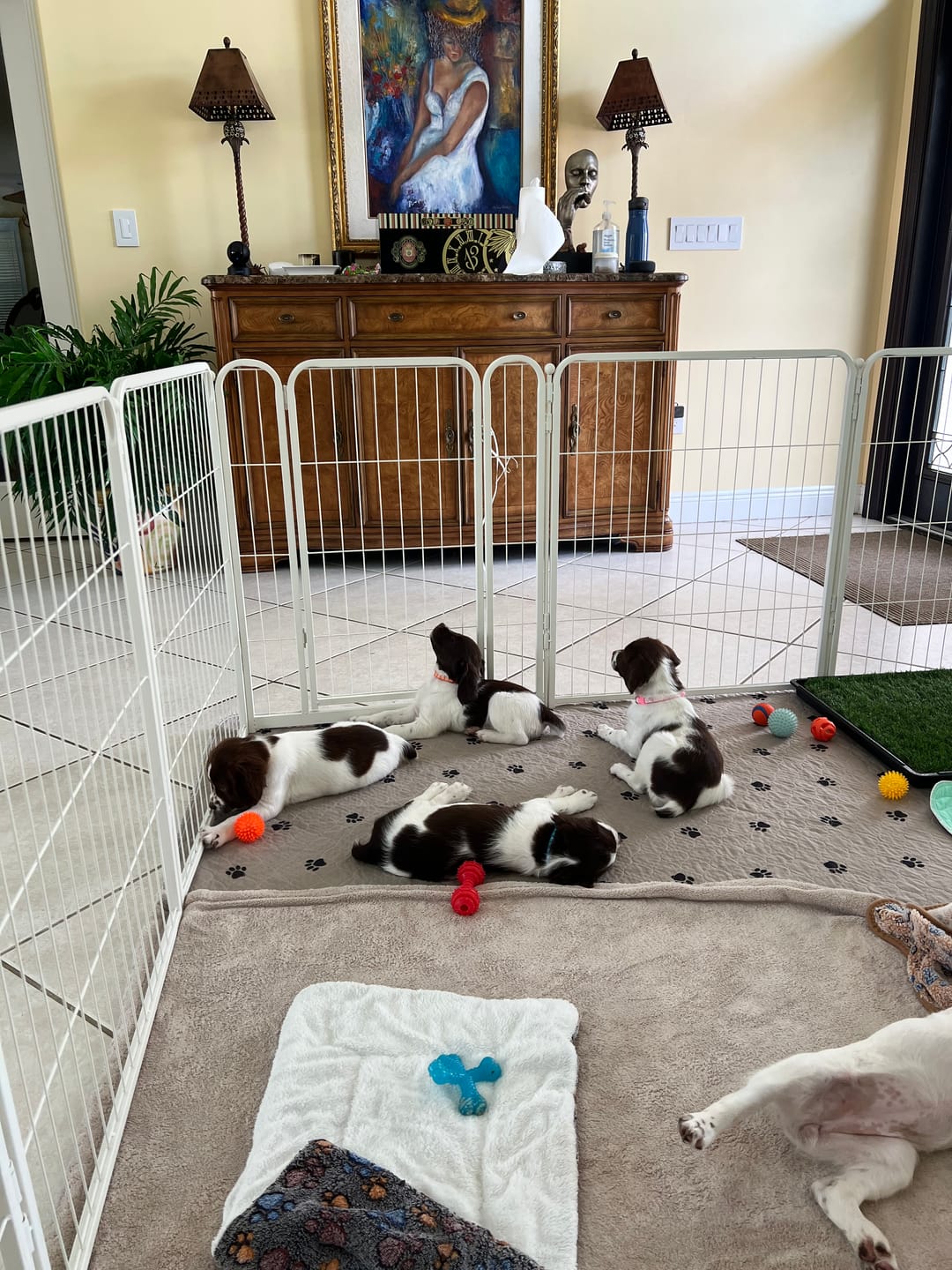 Customer photo review of Homeplus Dog Playpen for Indoor Use