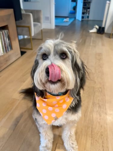 Customer photo review of The Ralph Bandana 3.0