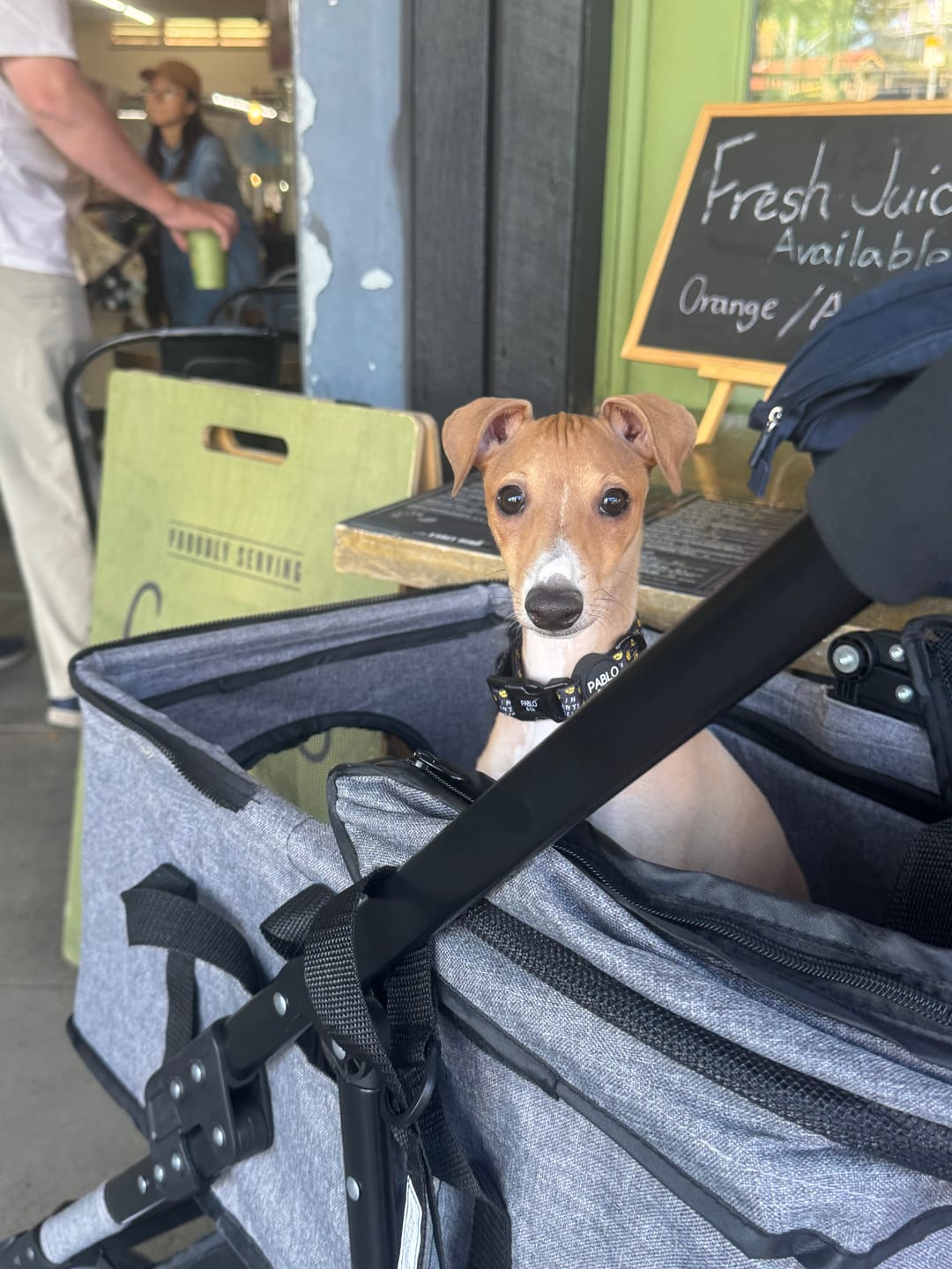 Customer photo review of PaWz Large Dog Stroller Cruiser