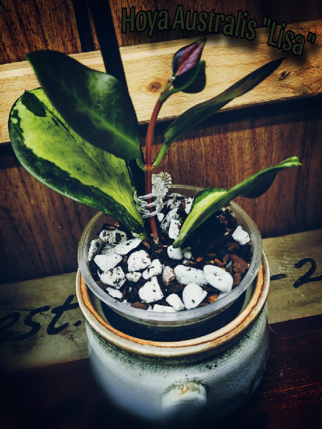 Customer photo review of Hoya australis 'Lisa'