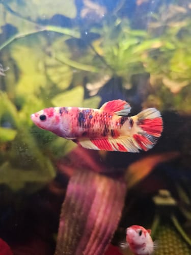 Customer photo review of Koi Nemo Yellow Base Female Betta Sorority | Successful Sorority Pack