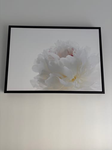 Customer photo review of The Snow Blossom, Peony
