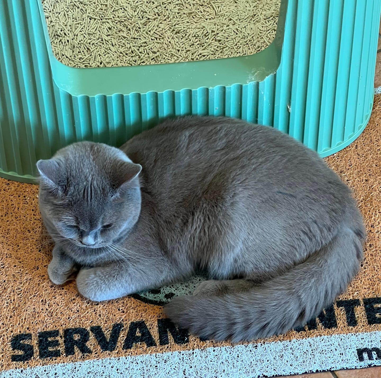 Customer photo review of Michu XXL Sage Deluxe Cat Litter Box - Spacious Design - Pre Order