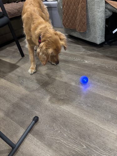 Customer photo review of Flash & Glow Flex-X, LED Flashing Ball