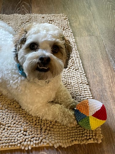 Customer photo review of FurLife™ 12 Months Flea and Tick Free
