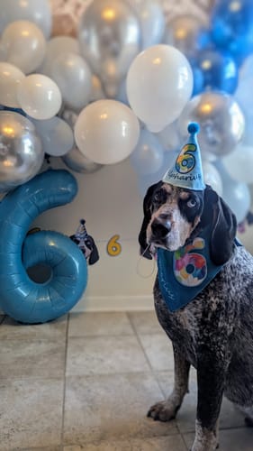 Customer photo review of Personalized Dog Party Pack