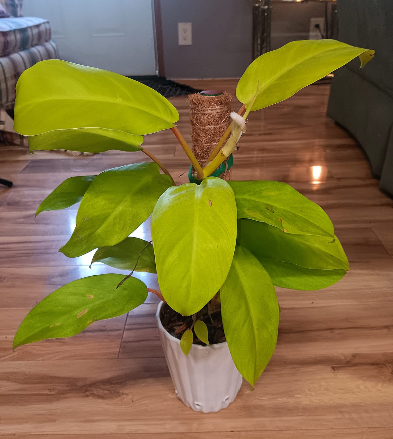 Customer photo review of Philodendron 'Lemon Lime' Upright Vining