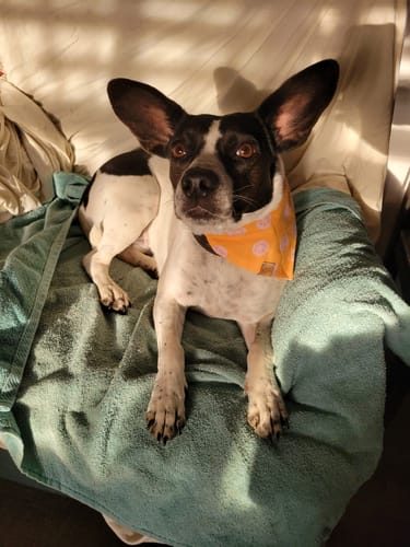 Customer photo review of The Ralph Bandana 3.0