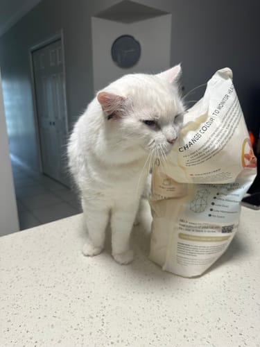 Customer photo review of 3 Month Supply - 2 Cats