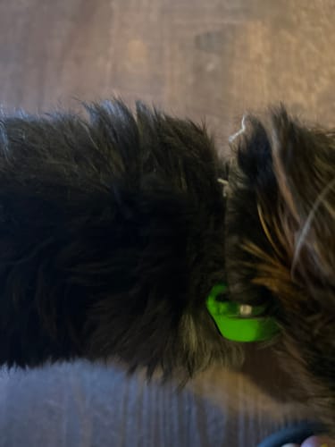 Customer photo review of FurLife™ 12 Months Flea and Tick Free