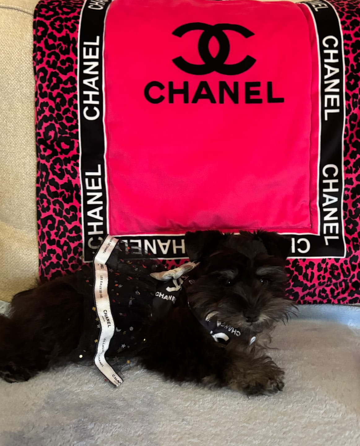 Customer photo review of CC Cute doggo Dresses