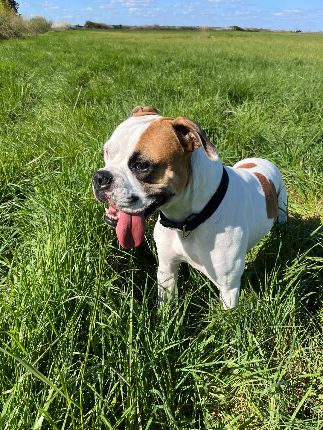 Customer photo review of Pâtées riches en volaille& aux petits pois (chien adulte)