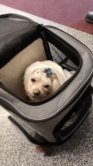 Customer photo review of Katzenrucksack – PurrPack