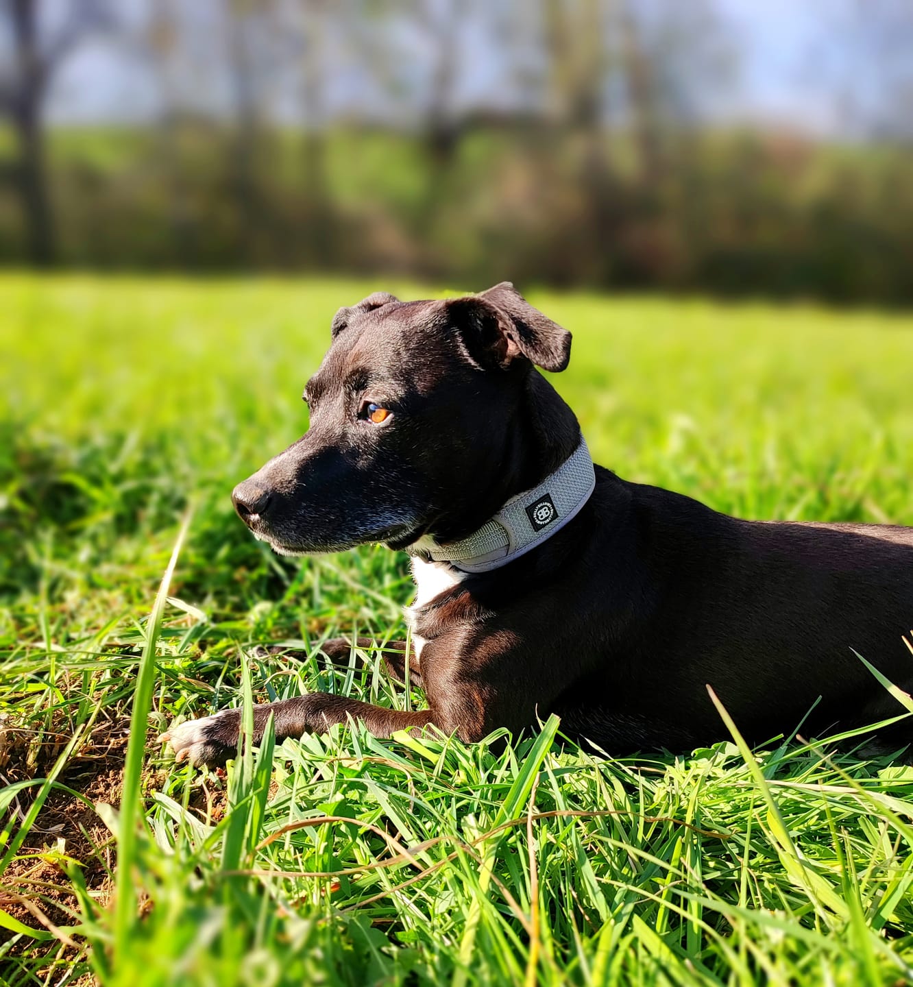 Customer photo review of Slip N' Clip Collar | XS-M Breeds - Grey