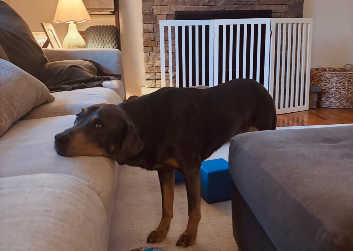 Customer photo review of 12 Inch Standard Bully Stick