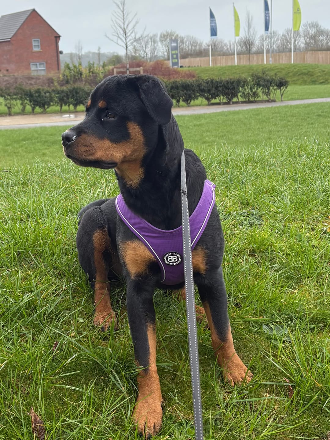 Customer photo review of Air Harness | Anti-Pull & With Handle - Carminerose