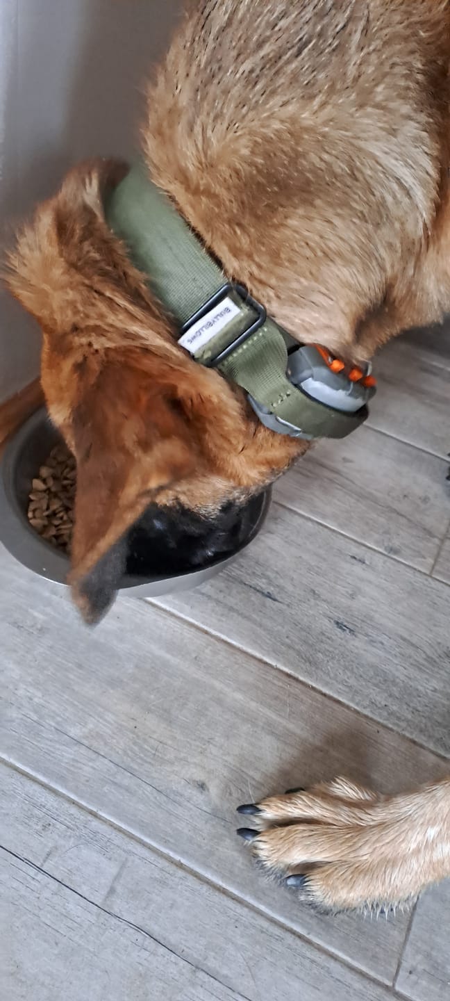 Customer photo review of 4cm Combat® Collar | Handle & Rated Clip -  Khaki