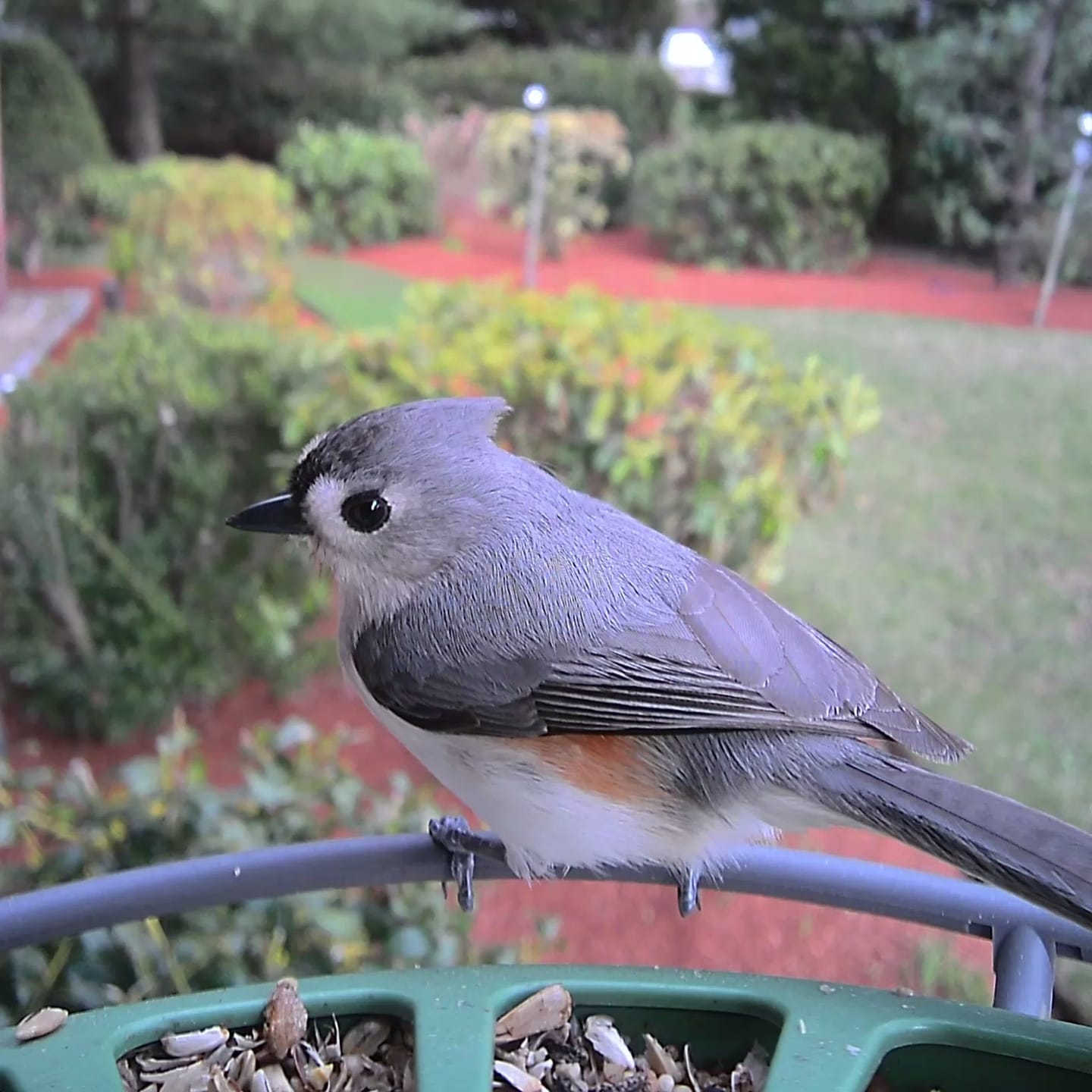 Customer photo review of Birdfy Feeder 2 Pro - Bird Feeder Camera
